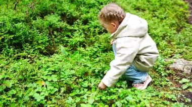 Alpler Ormanı 'nda yaz sabahı yabani çilek toplayan küçük bir kız. Yüksek kalite 4k görüntü