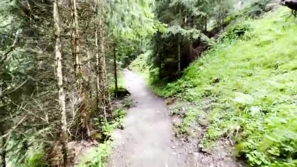 Yaz Günü Alp Ormanı Nda Yürüyen Bir Turistin Görüntüsü Gezgin — Stok video