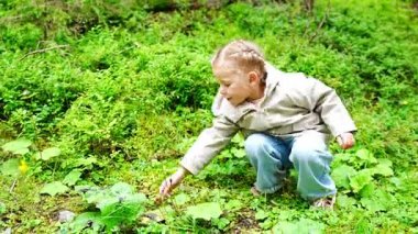 Alpler Ormanı 'nda yaz sabahı yabani çilek toplayan küçük bir kız. Yüksek kalite 4k görüntü