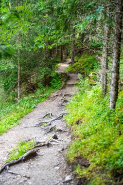 Yaz günü Alp Ormanı 'nda yürüyen bir turistin görüntüsü. Gezgin gezgin güzel orman manzarası ile geziyor, Dolomitler, İtalya. Yüksek kalite fotoğraf
