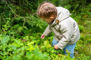 Alpler Ormanı 'nda yaz sabahı yabani çilek toplayan küçük bir kız. Yüksek kalite fotoğraf