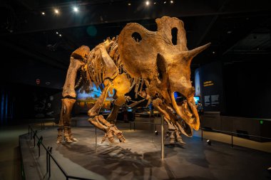Prag, Çek Cumhuriyeti - 23 Ağustos 2023: Prag 'daki Dinozor Müzesi' nde dinozor iskeletleri ve modelleri. Yüksek kalite fotoğraf