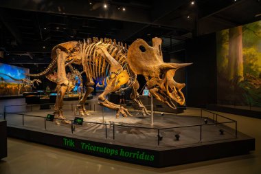 Prag, Çek Cumhuriyeti - 23 Ağustos 2023: Prag 'daki Dinozor Müzesi' nde dinozor iskeletleri ve modelleri. Yüksek kalite fotoğraf