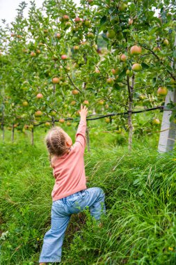 İtalya 'nın San Pietro kasabasındaki bir elma çiftliğinde meyve toplayan küçük bir kız. Yüksek kalite fotoğraf