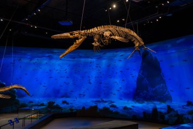 Prag, Çek Cumhuriyeti - 23 Ağustos 2023: Prag 'daki Dinozor Müzesi' nde dinozor iskeletleri ve modelleri. Yüksek kalite fotoğraf