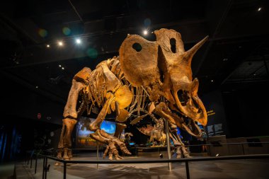 Prag, Çek Cumhuriyeti - 23 Ağustos 2023: Prag 'daki Dinozor Müzesi' nde dinozor iskeletleri ve modelleri. Yüksek kalite fotoğraf