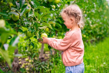 İtalya 'nın San Pietro kasabasındaki bir elma çiftliğinde meyve toplayan küçük bir kız. Yüksek kalite fotoğraf