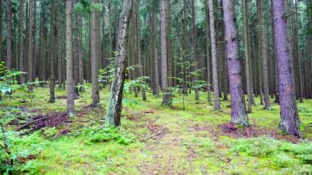 Midden Europees Diep Bos Tsjechië Nat Zomerweer Hoge Kwaliteit Beeldmateriaal — Stockvideo