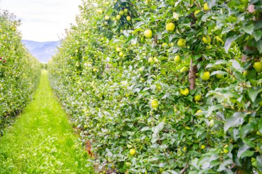 İtalya 'nın San Pietro kasabasında, Güney Tyrol' da bir elma tarlasında yeşil elmalar. Yüksek kalite fotoğraf