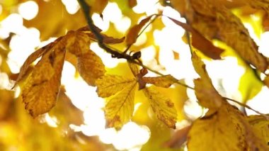 Sonbahar parkındaki bir ağaçtaki sonbahar yapraklarını kapatın. Kestane yaprakları sonbahar gökyüzüne karşı. Sonbahar arkaplanı. Yüksek kalite 4k görüntü