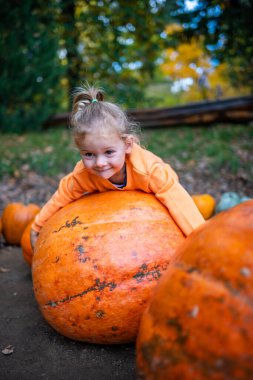 Şirin küçük kız balkabağı tarlasında kocaman balkabaklarıyla eğleniyor. Prag 'da sıcak bir sonbahar gününde çiftlikten bal kabağı toplayan bir çocuk. Şükran Günü ve Cadılar Bayramı 'nda aile zamanı. Yüksek kalite fotoğraf
