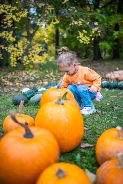 Şirin küçük kız balkabağı tarlasında kocaman balkabaklarıyla eğleniyor. Prag 'da sıcak bir sonbahar gününde çiftlikten bal kabağı toplayan bir çocuk. Şükran Günü ve Cadılar Bayramı 'nda aile zamanı. Yüksek kalite fotoğraf