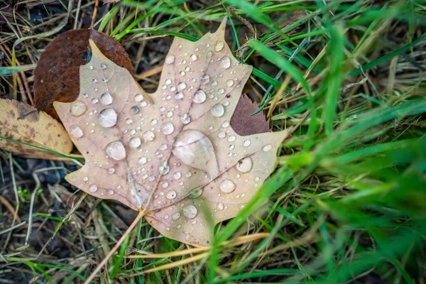 Regentropfen Fallen Herbst Auf Ein Braunes Ahornblatt Tschechischen Wald Hochwertiges — Stockfoto