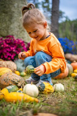 Şirin küçük kız balkabağı tarlasında kocaman balkabaklarıyla eğleniyor. Prag 'da sıcak bir sonbahar gününde çiftlikten bal kabağı toplayan bir çocuk. Şükran Günü ve Cadılar Bayramı 'nda aile zamanı. Yüksek kalite fotoğraf