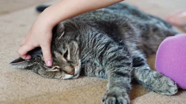 Evdeki oturma odasındaki halıda gri kediyi okşayan tatlı küçük kız. Yüksek kalite 4k görüntü