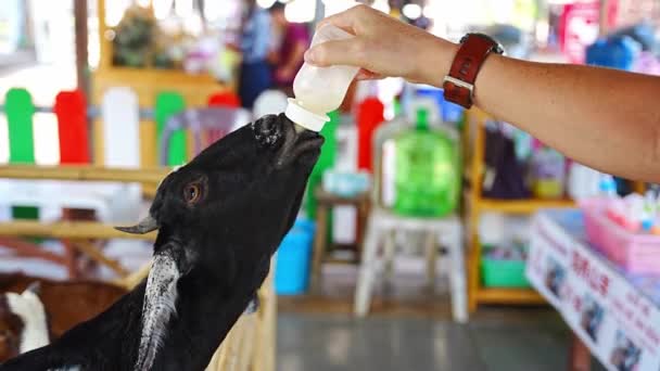 Tayland Bir Hayvanat Bahçesinde Keçilere Süt Vermek Yüksek Kalite Görüntü — Stok video