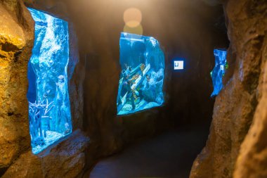 Pattaya, Tayland - 26 Aralık 2023: Pattaya, Tayland 'da Sualtı Dünyası' nın akvaryumları ile birlikte. Yüksek kalite fotoğraf