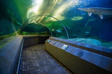 Pattaya, Tayland - 26 Aralık 2023: Pattaya, Tayland 'daki Sualtı Dünyası' ndaki Su Tüneli. Yüksek kalite fotoğraf