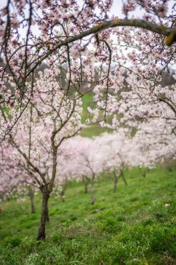Çiçek açan dallar, Prag 'da bahar zamanı çiçek açar. Çiçekli elma parkı Petrin güneş ışığında. Yüksek kalite fotoğraf. Yüksek kalite fotoğraf