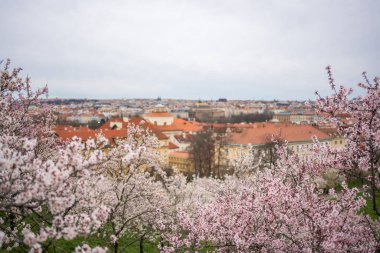 Çiçek açan dallar, ilkbahar zamanı Prag 'ın pitoresk şehir manzarası. Çiçekli elma parkı Petrin güneş ışığında. Yüksek kalite fotoğraf. Yüksek kalite fotoğraf