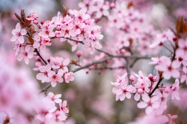Baharda Prag Parkı 'nda kiraz ağacının pembe çiçekleriyle güzel bir bahar arkaplanı var. Yüksek kalite fotoğraf