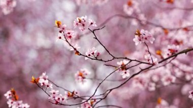 Baharda Prag Parkı 'nda kiraz ağacının pembe çiçekleriyle güzel bir bahar arkaplanı var. Yüksek kalite 4k görüntü