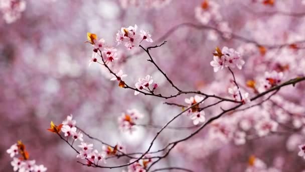 Hermoso Fondo Primaveral Con Flores Rosadas Cerezo Primavera Parque Praga — Vídeos de Stock