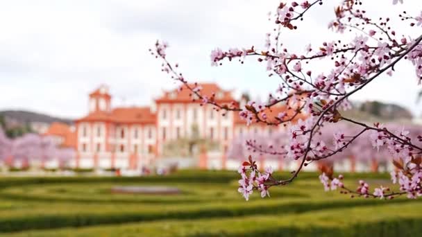 Палац Троя Навесні Квітучою Сакурою Празі Чехія Високоякісні Кадри — стокове відео