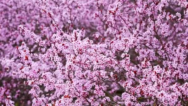 Hermoso Fondo Primaveral Con Flores Rosadas Cerezo Primavera Parque Praga — Vídeos de Stock