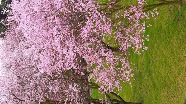 Bloeiende Sakura Troja Paleis Park Lente Tijd Praag Tsjechië Hoge — Stockvideo