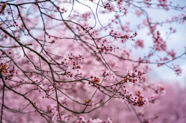 Baharda Prag Parkı 'nda kiraz ağacının pembe çiçekleriyle güzel bir bahar arkaplanı var. Yüksek kalite fotoğraf
