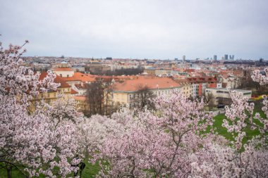 Çiçek açan dallar, ilkbahar zamanı Prag 'ın pitoresk şehir manzarası. Çiçekli elma parkı Petrin güneş ışığında. Yüksek kalite fotoğraf. Yüksek kalite fotoğraf