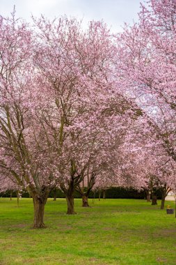 Prag, Çek Cumhuriyeti 'ndeki Troja Sarayı Parkı' nda çiçek açan sakura. Yüksek kalite fotoğraf