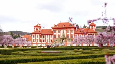 Prag, Çek Cumhuriyeti - 17 Mart 2024: Prag, Çek Cumhuriyeti 'nde açan sakura ile baharda Troja Sarayı. Yüksek kalite 4k görüntü