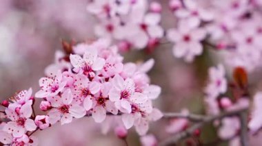 Baharda Prag Parkı 'nda kiraz ağacının pembe çiçekleriyle güzel bir bahar arkaplanı var. Yüksek kalite 4k görüntü