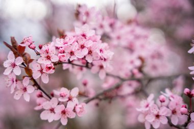 Baharda Prag Parkı 'nda kiraz ağacının pembe çiçekleriyle güzel bir bahar arkaplanı var. Yüksek kalite fotoğraf