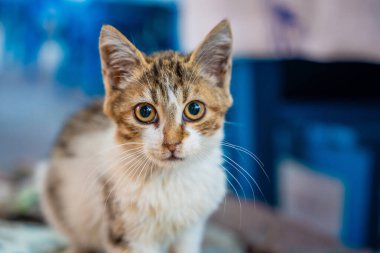 Kafeye bakan kedi, Fethiye caddesinde sokak kedisi, Türkiye 'de evsiz hayvanlar. Yüksek kalite fotoğraf