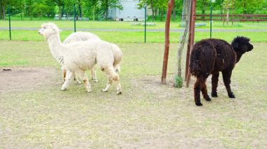 Çek Cumhuriyeti 'nde serbest tarım çiftliğindeki siyah ve beyaz alpakalar. Yüksek kalite 4k görüntü