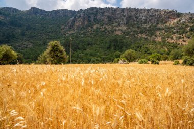 Antalya ilinin arka planında Dağ olan altın buğday tarlası, Türkiye. Yüksek kalite fotoğraf