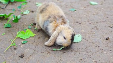 Küçük dekoratif bir tavşancık, gri tavşan temas hayvanat bahçesinde yeşil yaprakları yiyor. Yüksek kalite 4k görüntü