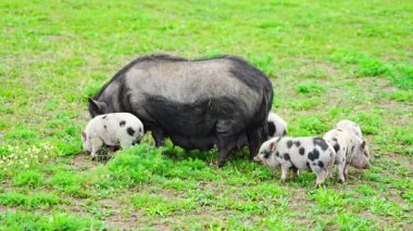 Domuzcuklar, Çek Cumhuriyeti 'nde annelerinin çiftliğinde koşuşturuyorlar. Çiftlik hayatı. Yüksek kalite 4k görüntü