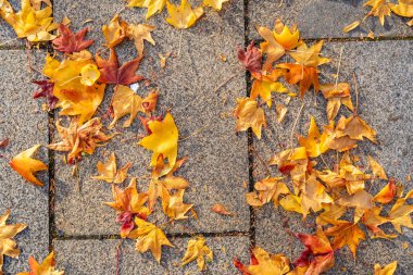 Canlı sonbahar yapraklarıyla kaplı bir kaldırımda ayakların yakınlaşması mevsimin güzelliğini gözler önüne seriyor.