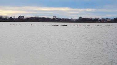 Karadağ 'da kış mevsiminde Ulcinj kenti yakınlarındaki flamingolarla Salina Doğa Parkı manzarası. Yüksek kalite 4k görüntü