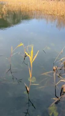 Karadağ 'ın Skadar Gölü yakınlarındaki Crnojevica Nehri üzerindeki ağaç ve sazlıklar, kışın dağ zirveleriyle çevrili. Yüksek kalite 4k görüntü