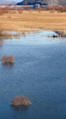 Karadağ 'da Skadar Gölü' nde kışın dağların arkasında sazlıklar olan bir sürü kuş var. Yüksek kalite 4k görüntü