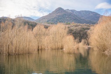 Trees and reeds on River Crnojevica, place near Lake Skadar in Montenegro surrounded by mountain peaks in winter time. High quality photo clipart