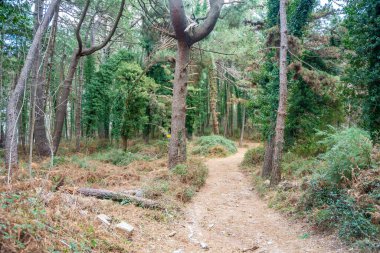 Karadağ 'ın Boka körfezi ve Kotor kasabası yakınlarındaki dağların derinliklerindeki yeşil orman. Yüksek kalite fotoğraf