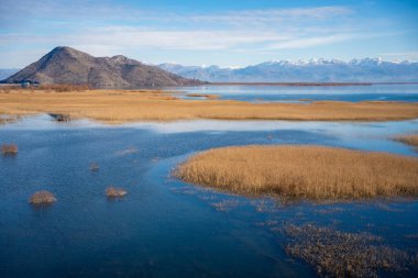 Karadağ 'ın Skadar Gölü' nün kışın arka planında sazlıklar görülüyor. Yüksek kalite fotoğraf