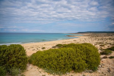 Kıbrıs 'ın kuzey kıyısında deniz kaplumbağaları için yuva alanı olarak bilinen el değmemiş vahşi bir plaj. Görüntü, doğanın saf güzelliğini ve deniz yaban hayatının kırılgan ekosistemini yansıtıyor.. 