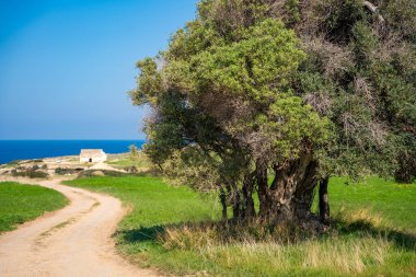 Zeytin ağacının olduğu bir yol, Kuzey Kıbrıs 'taki deniz kenarındaki antik Ortodoks kilise kalıntılarına çıkıyor. Görüntü tarihi, inancı ve Akdeniz manzarasını yansıtıyor. Yüksek kalite fotoğraf